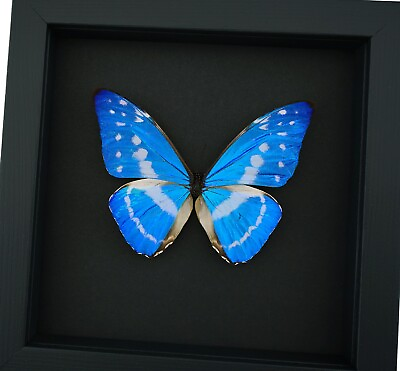 #ad Glowing Electric Blue Butterfly Morpho cypris Framed Moonlight Display $139.99