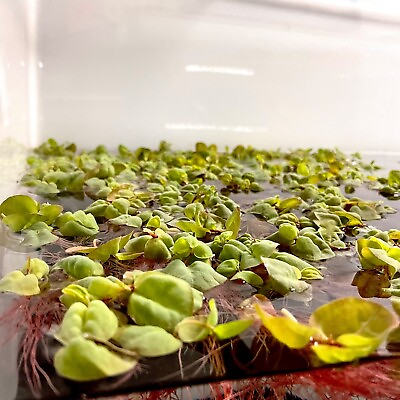 15 Red Root Floaters BUY 2 GET 1 FREE Phyllanthus fluitans Plants for Aquarium $10.25
