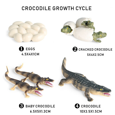 #ad Crocodile Growth Cycle Model Toys Life Cycle Figurines Plastic Figures Toy Kit $8.99