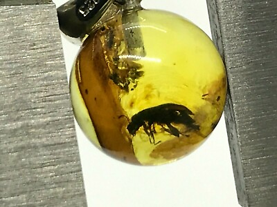 #ad Baltic Amber Pendant Insect Gift Fossil Round AMBER Gem Silver Stone 12g 15254 $50.74