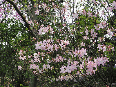 #ad Royal Azalea Rhododendron schlippenbachii Seeds Showy Fragrant Fall Color $2.30