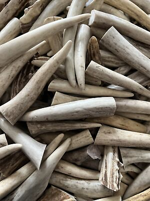#ad 15 Pack Deer Antler Tine Tips 2” 3” Points Pendants Top Quality $19.95