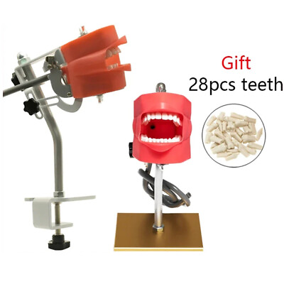 #ad Dental Simulator Phantom Head Model with 28pcs Removable Teeth Simple Model $104.49