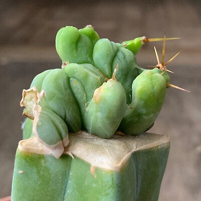 #ad 1207. 仙人掌 Cactus…. T. P. f. monstrosa grafted $18.90