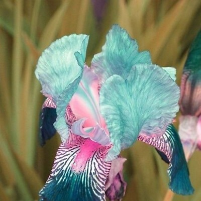 #ad 20 Heirloom Iris Seeds Fragrant Flower Plant much less money than bulbs $4.36