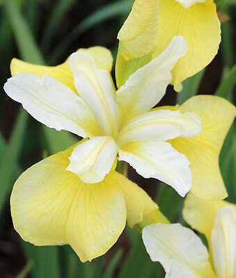 #ad Butter and Sugar Siberian Iris 3 root divisions $18.60