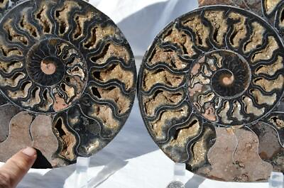 #ad Cut Split PAIR Black Ammonite Crystal Cavity 110myo Fossil 216mm XL 8.5quot; a2470vv $199.99