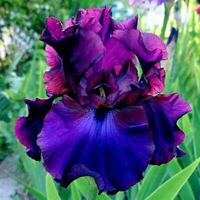 #ad 20 Heirloom Iris Seeds Fragrant Flower Plant much less money than bulbs . $4.36