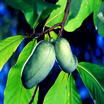 STRATIFIED PAW PAW FRUIT TREE SEEDS Asimina Triloba INDIAN BANANA Hardy Plant $29.95
