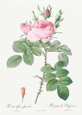 #ad Botanical Plant Print Rosa bifera officinalis Rose of Perfume Art Print $11.95
