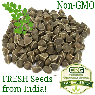 #ad Moringa Seeds for Planting Non GMO from India Very Fresh Bulk $39.98