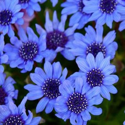 #ad #ad Blue Daisy Felicia Heterophylla Blue 25 seeds BOGO 50% off SALE $3.79