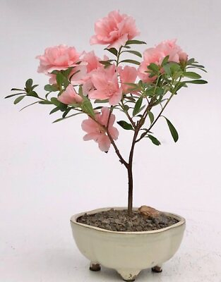 #ad Azalea Bonsai Tree Live Pink Flowering Tiny Dancer Small Houseplants 8#x27;#x27; inch $79.95