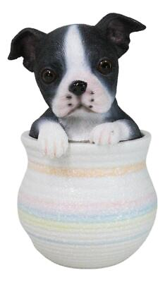 #ad Black White Tuxedo Boston Terrier Puppy Dog Figurine With Glass Eyes Pup In Pot $24.99