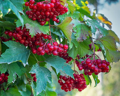#ad 80 Red Elderberry Seeds Sambucus Racemosa Tree Shrub Fruit Berry FREE SHIP $2.75