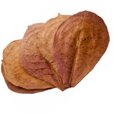 #ad Indian Catappa Almond Leaves Tannins for Bettas Discus Aquarium 5quot; 7quot; 1000 Pcs $69.00