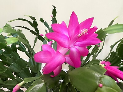 #ad Thanksgiving Christmas Cactus Hot Pink 5 Unrooted Cuttings $7.99