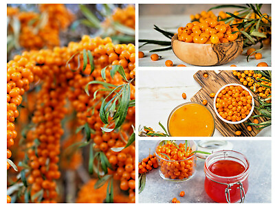 #ad 50 Seaberry Seeds Sea Buckthorn Edible Medicinal Berry Fruit Tree Free Ship $2.95