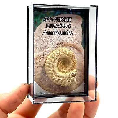 #ad Somerset Ammonite Gift Fossil Box GBP 6.00