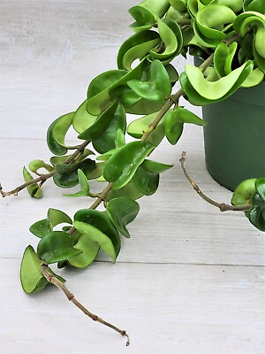 #ad Hoya Compacta “Hindu rope” live rare house plants in 3 inch nursery planted pot $14.99