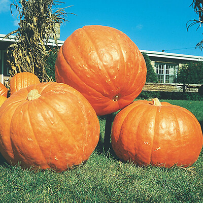 #ad Big Max Pumpkin Seeds Heirloom 100 LBS Non GMO Free Shipping 1075 $2.99
