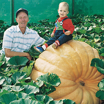 #ad Dill#x27;s Atlantic Giant Pumpkin Seeds World Record Holder Free Shipping 1074 $3.69