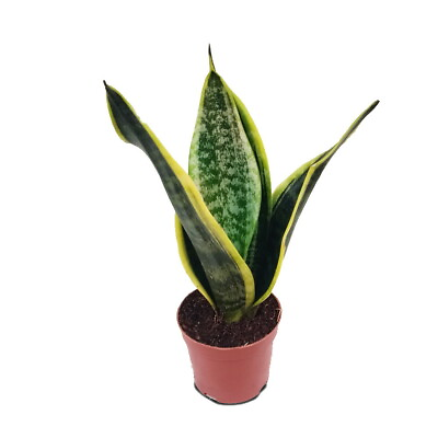 #ad Laurentii Snake Plant Sansevieria Impossible to kill 4quot; Pot $14.99