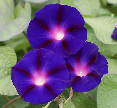 #ad Morning Glory Grandpa Ott Seeds 30 Purple Flower Vine Ipomoea Purpurea USA $1.99