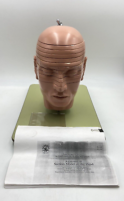#ad Somso Sectional Head Model with MR Figures Anatomical BS5 5 $2994.95