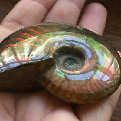Natural Crystal Iridescent Ammonite Ammolite Facet Specimen Spotted Snail Fossil $3.51