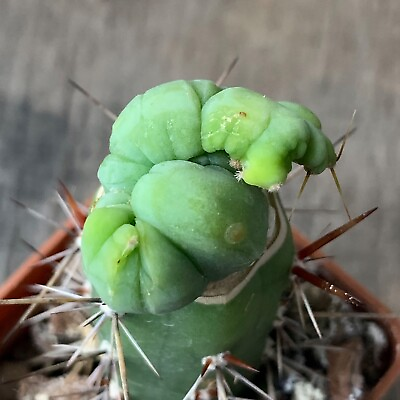#ad 21. 仙人掌 Cactus…. T. P. f. monstrosa grafted $18.90