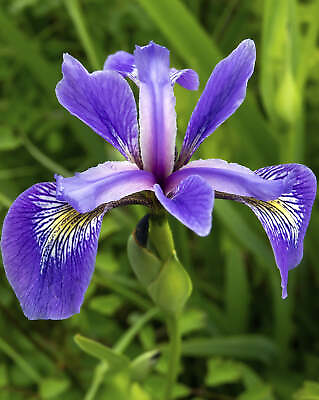 #ad #ad Blue Flag Compact Iris 3 root divisions $15.14