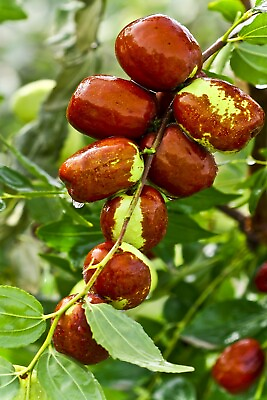 #ad Jujube Fruit Tree superfruit Ziziphus jujube Fast Growing 10 seeds Free Shipping $4.09