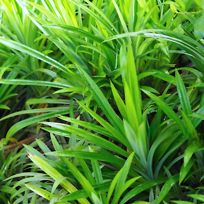 #ad 2 to 4 Natural Rooted Pandan Live Plant Amaryllifolius Leaves Fragrant Plants $18.70