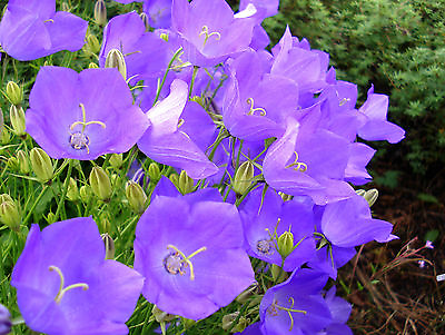 #ad bellflower tussock CAMPANULA lavender blue flower 560 seeds GroCo* $0.99