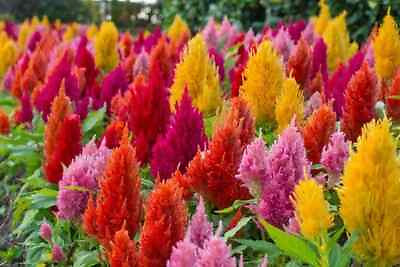 #ad celosia PAMPAS PLUME flower mix 190 SEEDS GroCo* BUY ANY 10 SHIPS FREE $1.25