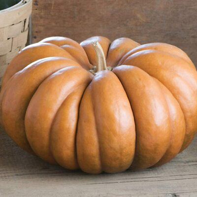 #ad Musquee de Provence Pumpkin Seeds Non GMO Free Shipping Seed Store 1079 $3.99