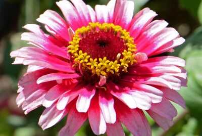 #ad zinnia ICE QUEEN red white large annual 51 Seeds GroCo USA BUY 10 SHIPS FREE $0.99
