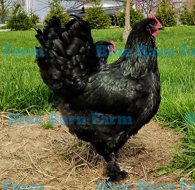 #ad 6 Show Quality Blue Black Splash Langshan Chicken Hatching Eggs. NPIP Certified $34.11
