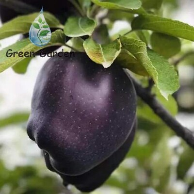 #ad 30 Seeds Black Diamond Apple Rare Variety Tasty Fruits Skin Black Flesh White $9.79