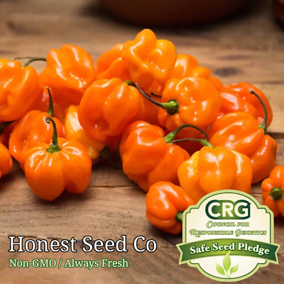 #ad 25 Orange Habanero Pepper Seeds Non GMO Fresh Garden Seeds $4.98