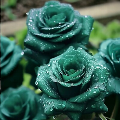 #ad 20pcs Scottish Green Rose Seeds Non GMO Heirloom Variety for Your Garden $7.95