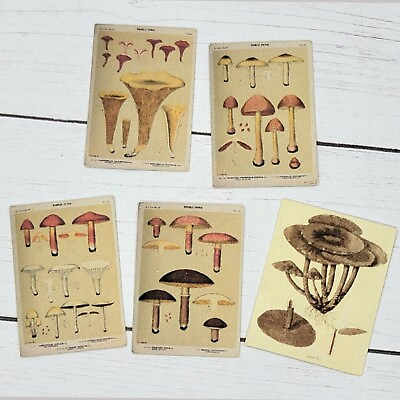 #ad 1:12 1:6 Dollhouse Miniature Diorama Mushroom Plants Illustrations Wall Posters $6.49