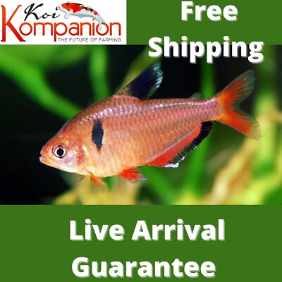 #ad 5 10 20X Assorted Serpae Tetras Beginner Aquarium Koi Kompanion Free Shipping $34.99