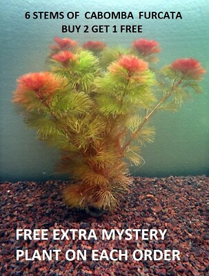 Red Cabomba Piauhyensis Furcata Fanwort Bunch Live Aquarium Plants BUY2GET1FREE $9.99