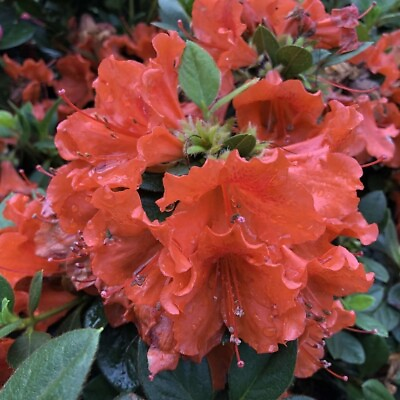 #ad Azaleas Mundo Perfectos Rebloomings Orange Landscapes Outdoors Live Plant 4quot; Pot $19.95