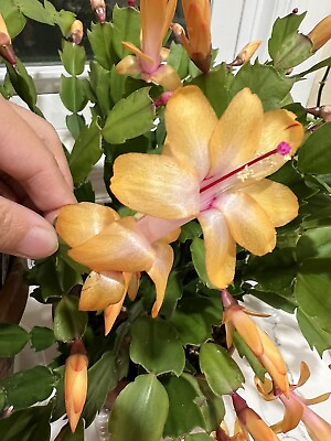 #ad Thanksgiving Christmas Cactus Cuttings Yellow 5 Unrooted Cuttings $13.99