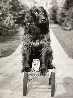 #ad K1 Cute Handsome Black Dog Sitting In Chair Dog Food Can Artistic 1930 40#x27;s $14.97
