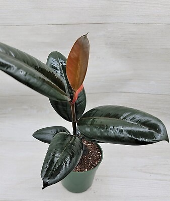 #ad Ficus Elastica Burgundy Rare Variegated Rubber Plant live houseplant in 6quot; Pot $30.99