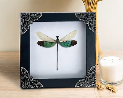 #ad Real Clear Wings Dragonfly White Framed Insect Dried Bug Dead Beetle Shadow Box $26.00